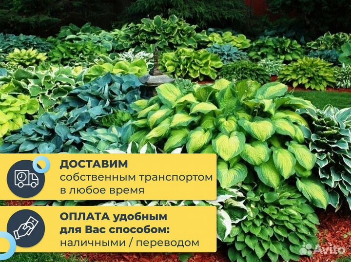 Колокольчики / цветы многолетние