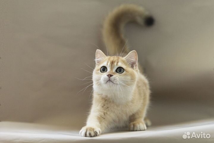 Золотые шиншиллы девочки