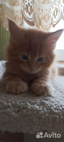 Котёнок Мейн-Кун