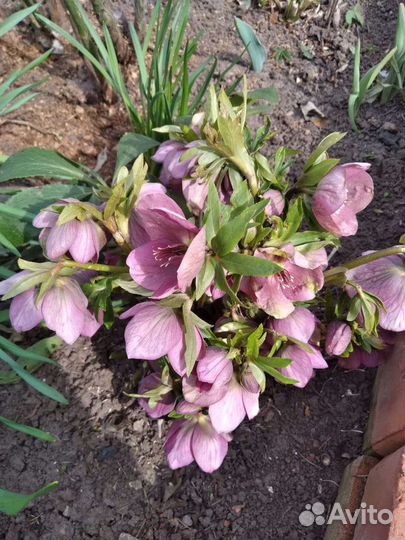 Рассада цветов