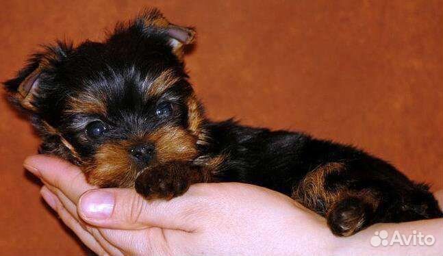 Йоркширский терьер мини девочка
