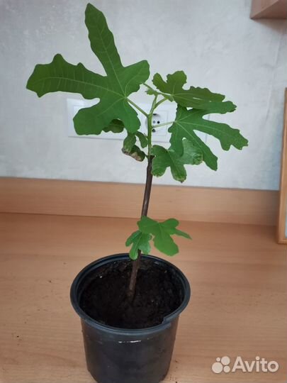 Саженцы инжира