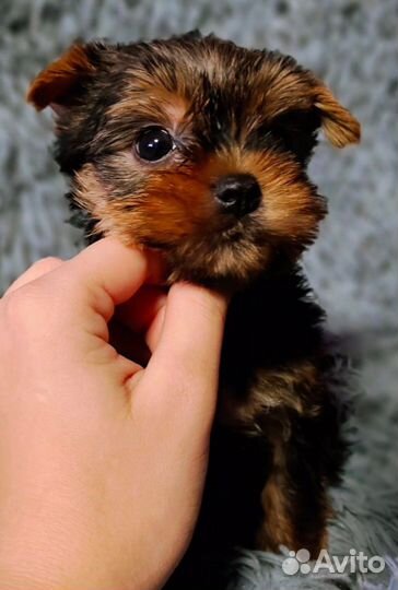 Йоркширский терьер девочки