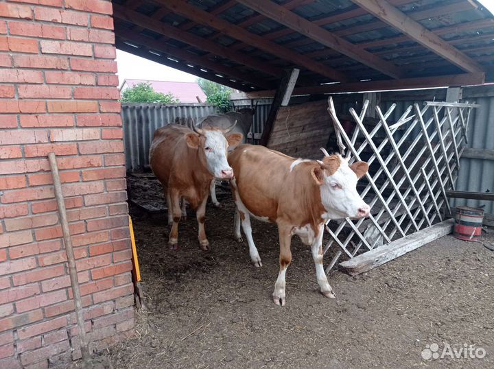 Продам телок 1.3 года