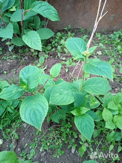 Гортензия крупнолистная розовая