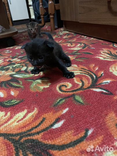 Котики в добрые руки