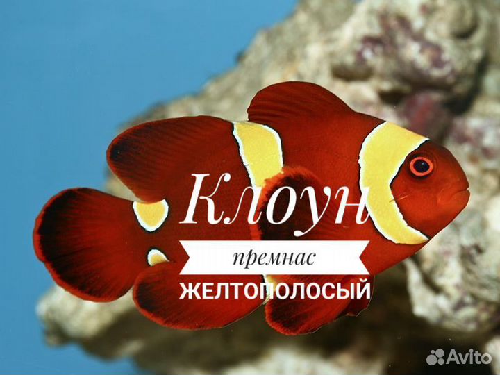 Клоун премнас желтополосый, M (рыбка в наличии)