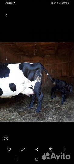 Корова дойная