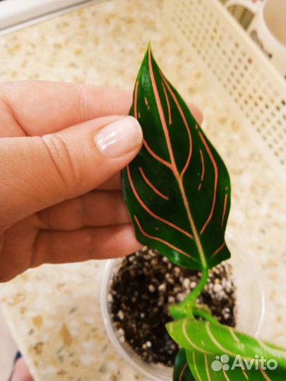 Аглаонема ротундум