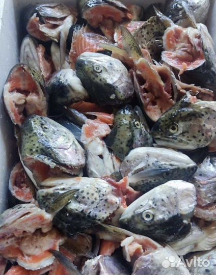 Рыба голву форель