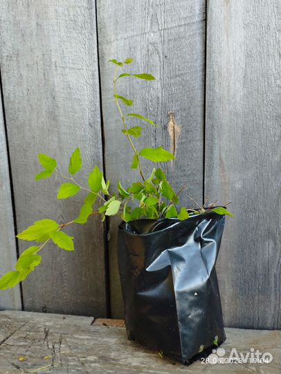 Спирея Вангутта