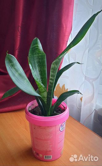 Сансевьера Футура Суперба, Футура Рабусто