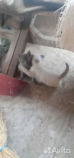 Отдадим котят