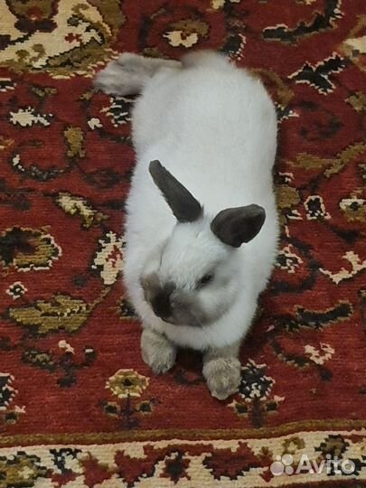 Отдам в добрые руки кролика