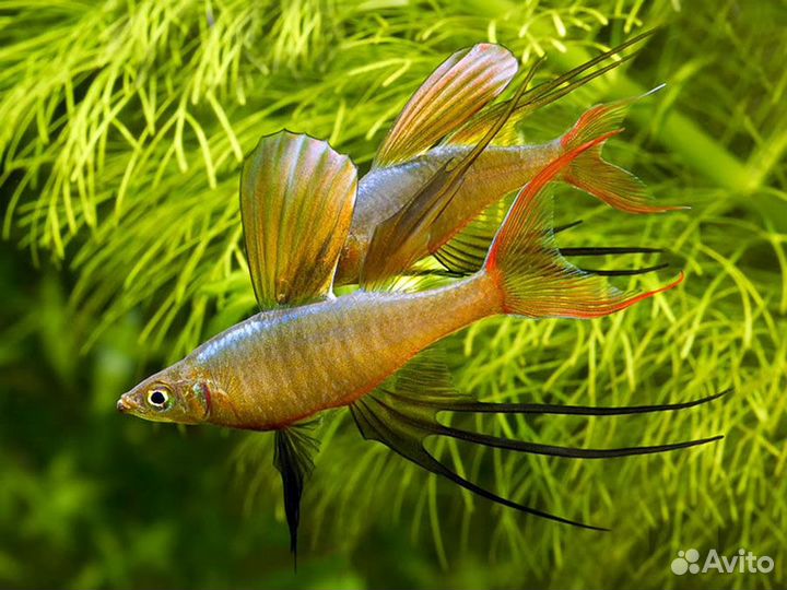 Рыбки и оборудование для аквариума