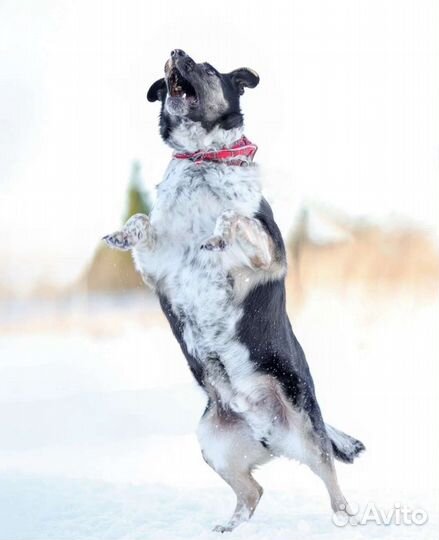 Собака из приюта в добрые руки