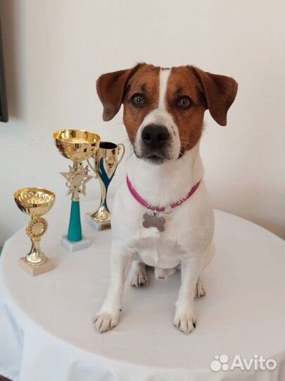 Вязка Кобель Джек Рассел Терьер