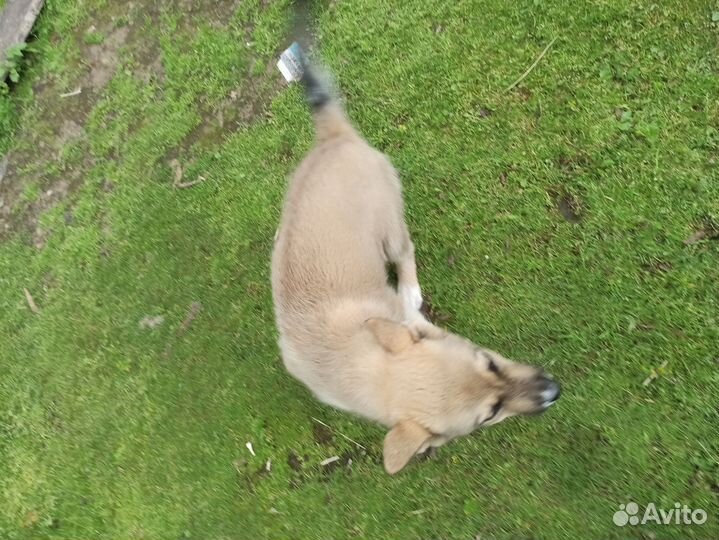 Западно сибирская лайка