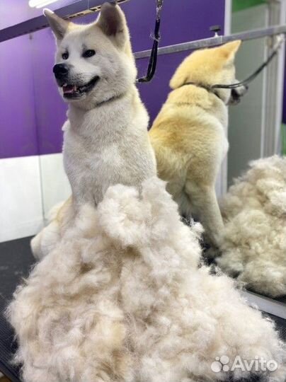 Продам щенков акита ину