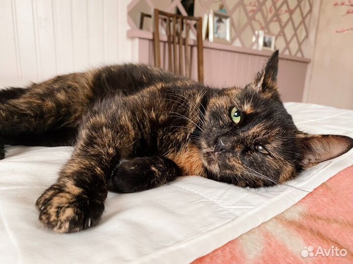 Грустная, но преданная кошка ждет свою семью