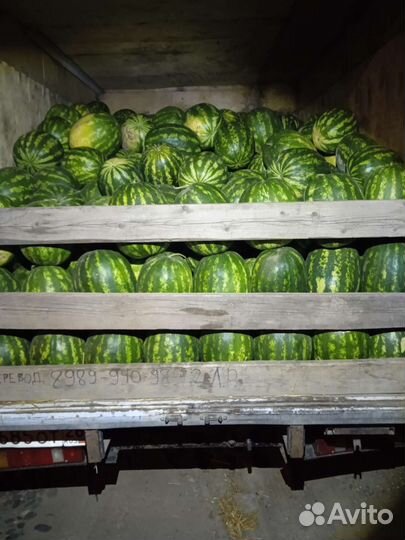 Арбуз оптом