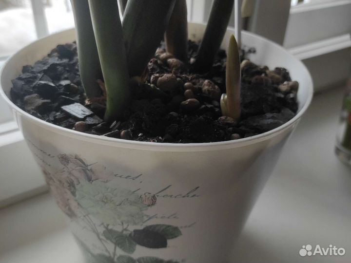 Замиокулькас