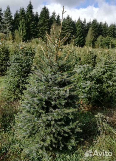 Ель сербская