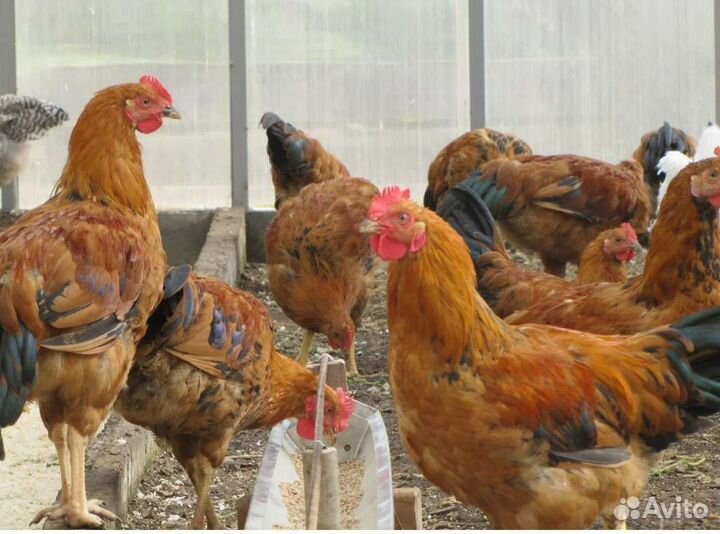 Петушки молодки