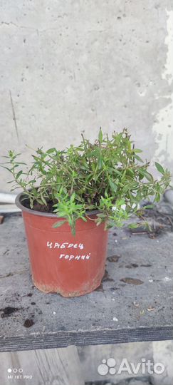 Пряные травы: Мята, чабрец, розмарин