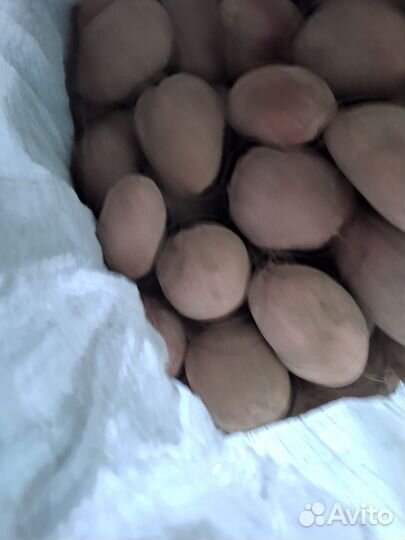 Продам картофель, возможна доставка