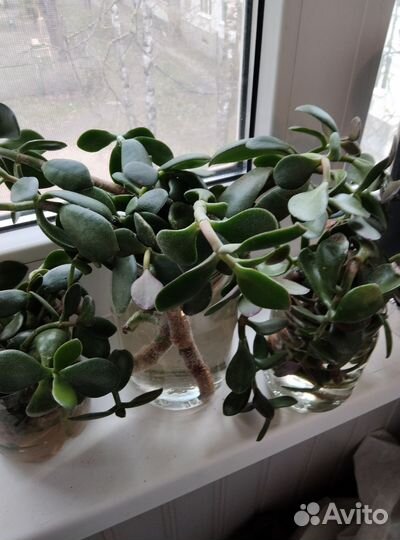 Денежное дерево, толстянка