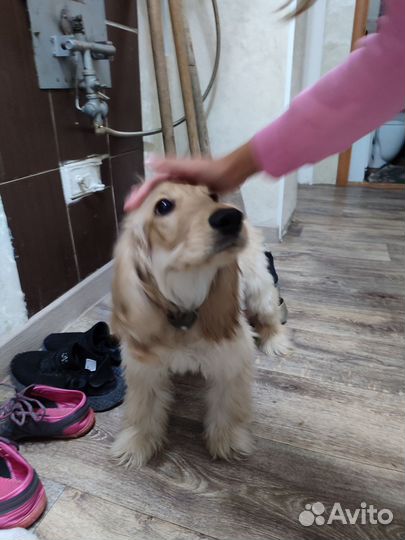 Собака спаниель