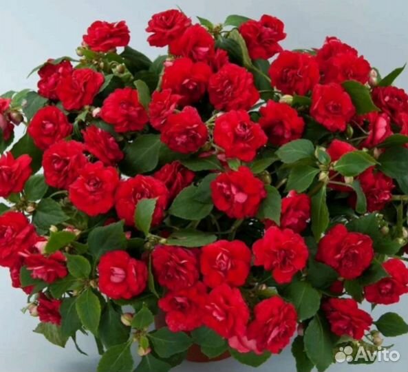 Вечноцветущий бальзамин