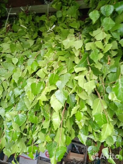 Веники для бани. Дубовые, берёзовые