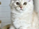Сибирский котенок. Сибирские котята