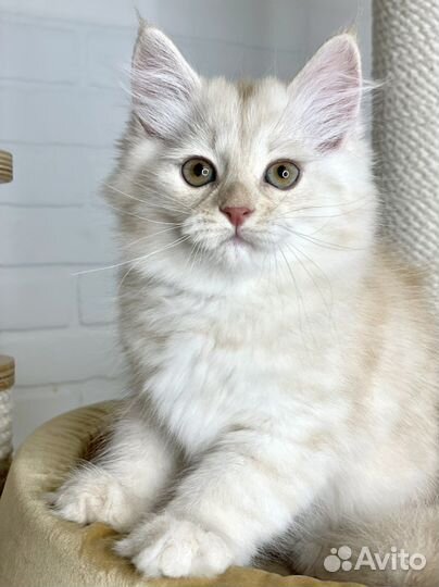 Сибирский котенок. Сибирские котята