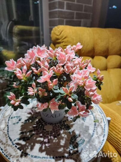 Азалии пышные для дома и террасы