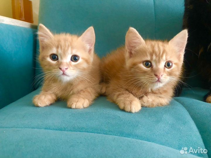 Котята в добрые руки даром