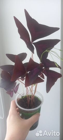 Мадам Батерфляй или кислица, оксалис