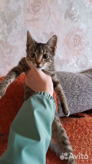 Кот со всеми обработками