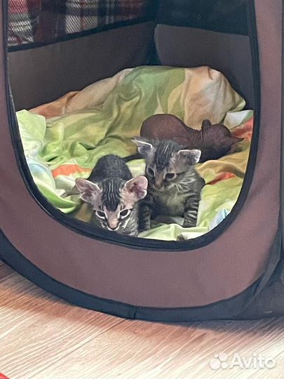 Донской сфинкс котята