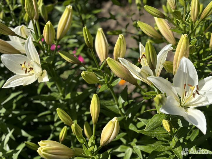 Лилии луковицы