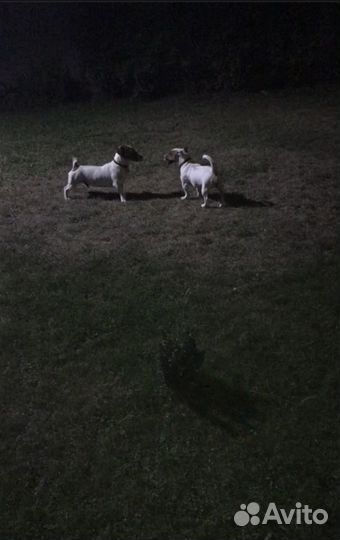 Щенки джек рассел терьер