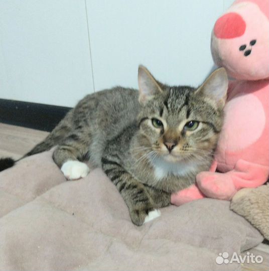 Котенок Лёлик 2,5 месяца