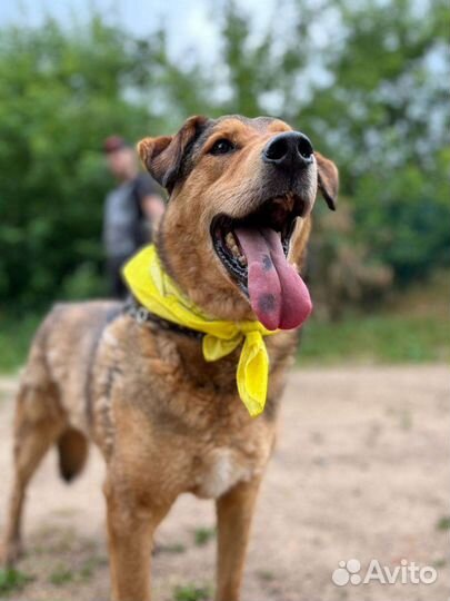 Пëсик Кит ищет семью