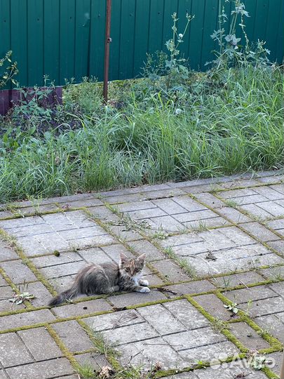 Очаровательные котята в любящие руки