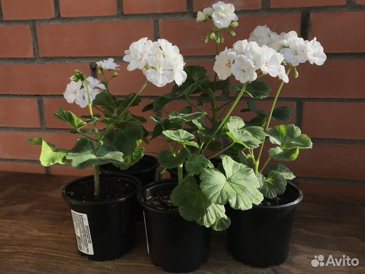 Пеларгония зональная белая (герань)