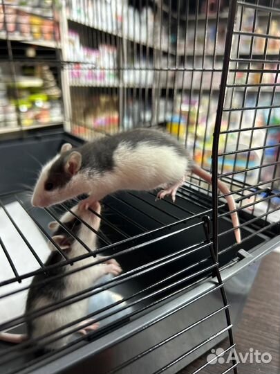 Крыса дамбо