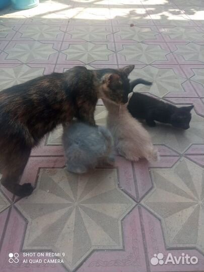 Котята в добрые руки бесплатно