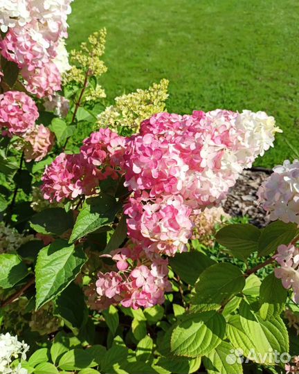 Гортензия метельчатая 